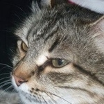 Подробнее об объявлении «Пропала кошка Оренбург» Фото: пропала кошка  «Пропала кошка Оренбург» в г. Оренбург