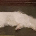 Подробнее об объявлении «Пропала кошка белый котенок мейн-куна, 9 месяцев Москва» Фото: пропала кошка Мейн-кун «Пропала кошка белый котенок мейн-куна, 9...» в г. Москва