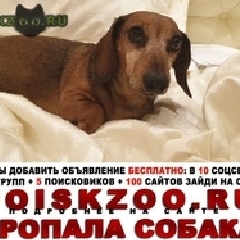 Подробнее об объявлении «Пропала собака кобель Москва» Фото: пропала собака Такса «Пропала собака кобель Москва» в г. Москва