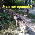 Подробнее об объявлении «Найдена собака Ростов-на-Дону» Фото: найдена собака Сибирская хаски «Найдена собака Ростов-на-Дону» в г. Ростов-на-Дону