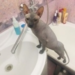 Подробнее об объявлении «Курган Пропала кошка» Фото: пропала кошка  «Курган Пропала кошка» в г. Курган