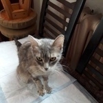 Подробнее об объявлении «Найдена кошка Курган» Фото: найдена кошка  «Найдена кошка Курган» в г. Курган