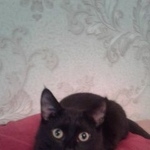 Подробнее об объявлении «Пропала кошка помогите найти любимицу. Москва» Фото: пропала кошка  «Пропала кошка помогите найти любимицу. Москва» в г. Москва