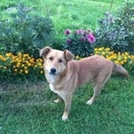 Подробнее об объявлении «Найдена собака 25.08.19 рыжая собака Орехово-Зуево» Фото: найдена собака  «Найдена собака 25.08.19 рыжая собака Орехово-Зуево» в г. Орехово-Зуево