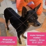 Подробнее об объявлении «Найдена собака кобель тойтерьер кобель на истре Истра» Фото: найдена собака Той-терьер «Найдена собака кобель тойтерьер кобель на истре...» в г. Истра