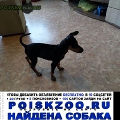 Подробнее об объявлении «Найдена собака кобель голубой ошейник Зеленогорск (Красноярский край)» Фото: найдена собака Той-терьер «Найдена собака кобель голубой ошейник...» в г. Зеленогорск (Красноярский край)