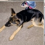 Подробнее об объявлении «Пропала собака кобель щенок-подросток овчаритого типа Самара» Фото: пропала собака Немецкая овчарка «Пропала собака кобель щенок-подросток...» в г. Самара