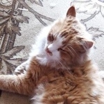 Подробнее об объявлении «Москва Найдена кошка ул.челябинская» Фото: найдена кошка  «Москва Найдена кошка ул.челябинская» в г. Москва