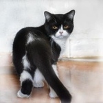 Подробнее об объявлении «Подольск Пропала кошка» Фото: пропала кошка Британская короткошерстная «Подольск Пропала кошка» в г. Подольск