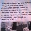 Подробнее об объявлении «Найдена кошка Москва» Фото: найдена кошка  «Найдена кошка Москва» в г. Москва