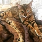 Подробнее об объявлении «Подольск Пропал кот прошу помощи» Фото: пропала кошка Бенгальская «Подольск Пропал кот прошу помощи» в г. Подольск