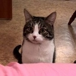 Подробнее об объявлении «Пропал кот Москва» Фото: пропала кошка  «Пропал кот Москва» в г. Москва