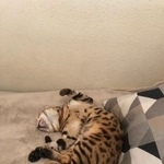 Подробнее об объявлении «Пропал кот бенгал Москва» Фото: пропала кошка Бенгальская «Пропал кот бенгал Москва» в г. Москва