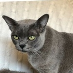 Подробнее об объявлении «Пропала кошка  Москва» Фото: пропала кошка Бурма «Пропала кошка  Москва» в г. Москва