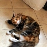 Подробнее об объявлении «Москва Найдена кошка ласковая трехцветочка» Фото: найдена кошка  «Москва Найдена кошка ласковая трехцветочка» в г. Москва