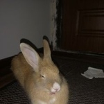 Подробнее об объявлении «Санкт-Петербург Найдено домашнее животное кролик» Фото: найдено другое животное  «Санкт-Петербург Найдено домашнее животное кролик» в г. Санкт-Петербург