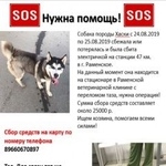 Подробнее об объявлении «Найдена собака кобель поиск хозяина. Раменское» Фото: найдена собака Сибирская хаски «Найдена собака кобель поиск хозяина. Раменское» в г. Раменское