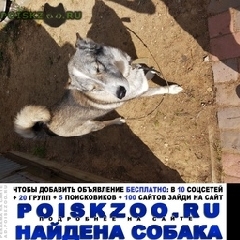 Подробнее об объявлении «Найдена собака кобель лайка Зеленоград» Фото: найдена собака Сибирская «Найдена собака кобель лайка Зеленоград» в г. Зеленоград