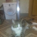 Подробнее об объявлении «Пропала кошка кот Реутов» Фото: пропала кошка  «Пропала кошка кот Реутов» в г. Реутов