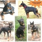 Подробнее об объявлении «Пропала собака кобель цвергпинчер Ангарск» Фото: пропала собака  «Пропала собака кобель цвергпинчер Ангарск» в г. Ангарск