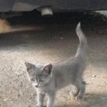 Подробнее об объявлении «Краснодар Найдена кошка» Фото: найдена кошка  «Краснодар Найдена кошка» в г. Краснодар