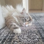 Подробнее об объявлении «Пропала кошка Пушкино» Фото: пропала кошка Невская маскарадная «Пропала кошка Пушкино» в г. Пушкино