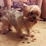 Подробнее об объявлении «Пропала собака кобель Хабаровск» Фото: пропала собака Йоркширский терьер «Пропала собака кобель Хабаровск» в г. Хабаровск