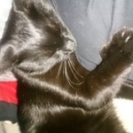 Подробнее об объявлении «Пропал кот черный кот Реутов» Фото: пропала кошка  «Пропал кот черный кот Реутов» в г. Реутов