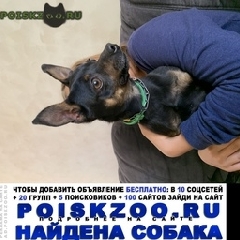 Подробнее об объявлении «Найдена собака кобель Реутов» Фото: найдена собака Той-терьер «Найдена собака кобель Реутов» в г. Реутов