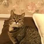 Подробнее об объявлении «Пропал кот семён Краснодар» Фото: пропала кошка  «Пропал кот семён Краснодар» в г. Краснодар