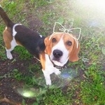 Подробнее об объявлении «Тюмень Пропала собака кобель» Фото: пропала собака Бигль «Тюмень Пропала собака кобель» в г. Тюмень