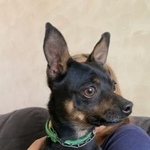 Подробнее об объявлении «Найдена собака кобель тойтерьер кобель ул кирова Реутов» Фото: найдена собака Той-терьер «Найдена собака кобель тойтерьер кобель ул...» в г. Реутов