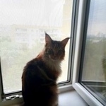 Подробнее об объявлении «Пропала кошка Одинцово» Фото: пропала кошка Мейн-кун «Пропала кошка Одинцово» в г. Одинцово