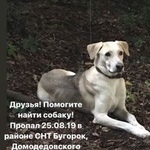 Подробнее об объявлении «Пропала собака кобель в районе снт бугорок Москва» Фото: пропала собака  «Пропала собака кобель в районе снт бугорок Москва» в г. Москва