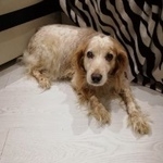 Подробнее об объявлении «Ижевск Пропала собака» Фото: пропала собака Русский охотничий спаниель «Ижевск Пропала собака» в г. Ижевск