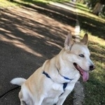 Подробнее об объявлении «Пропала собака мальта Самара» Фото: пропала собака Сибирская хаски «Пропала собака мальта Самара» в г. Самара
