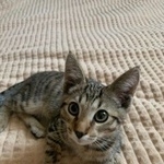 Подробнее об объявлении «Москва Найден котенок, подросток» Фото: найдена кошка  «Москва Найден котенок, подросток» в г. Москва