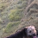 Подробнее об объявлении «Пропала собака Ломоносов» Фото: пропала собака  «Пропала собака Ломоносов» в г. Ломоносов