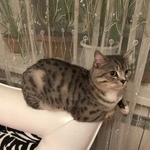 Подробнее об объявлении «Сургут Пропал кот» Фото: пропала кошка  «Сургут Пропал кот» в г. Сургут