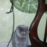 Подробнее об объявлении «Найдена кошка или кот Электросталь» Фото: найдена кошка Британская короткошерстная «Найдена кошка или кот Электросталь» в г. Электросталь