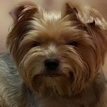 Подробнее об объявлении «Найдена собака кобель Кемерово» Фото: найдена собака Йоркширский терьер «Найдена собака кобель Кемерово» в г. Кемерово