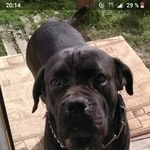 Подробнее об объявлении «Пропала собака кобель Санкт-Петербург» Фото: пропала собака Кане-корсо «Пропала собака кобель Санкт-Петербург» в г. Санкт-Петербург