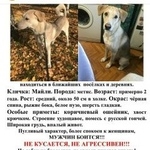 Подробнее об объявлении «Пропала собака кобель Москва» Фото: пропала собака  «Пропала собака кобель Москва» в г. Москва