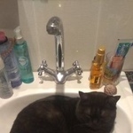 Подробнее об объявлении «Москва Найден кот» Фото: найдена кошка  «Москва Найден кот» в г. Москва