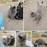 Подробнее об объявлении «Найдена кошка Курган» Фото: найдена кошка  «Найдена кошка Курган» в г. Курган