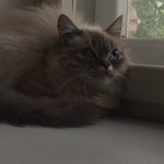 Подробнее об объявлении «Найдена кошка Курган» Фото: найдена кошка  «Найдена кошка Курган» в г. Курган