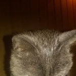 Подробнее об объявлении «Найдена кошка Курган» Фото: найдена кошка  «Найдена кошка Курган» в г. Курган
