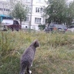 Подробнее об объявлении «Найдена кошка Курган» Фото: найдена кошка  «Найдена кошка Курган» в г. Курган