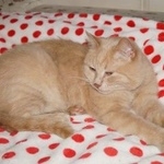 Подробнее об объявлении «Пропал кот песочного цвета Можайск» Фото: пропала кошка  «Пропал кот песочного цвета Можайск» в г. Можайск