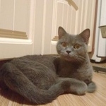Подробнее об объявлении «Найдена кошка Красногорск» Фото: найдена кошка Британская короткошерстная «Найдена кошка Красногорск» в г. Красногорск